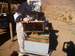 Beekeeping 6   